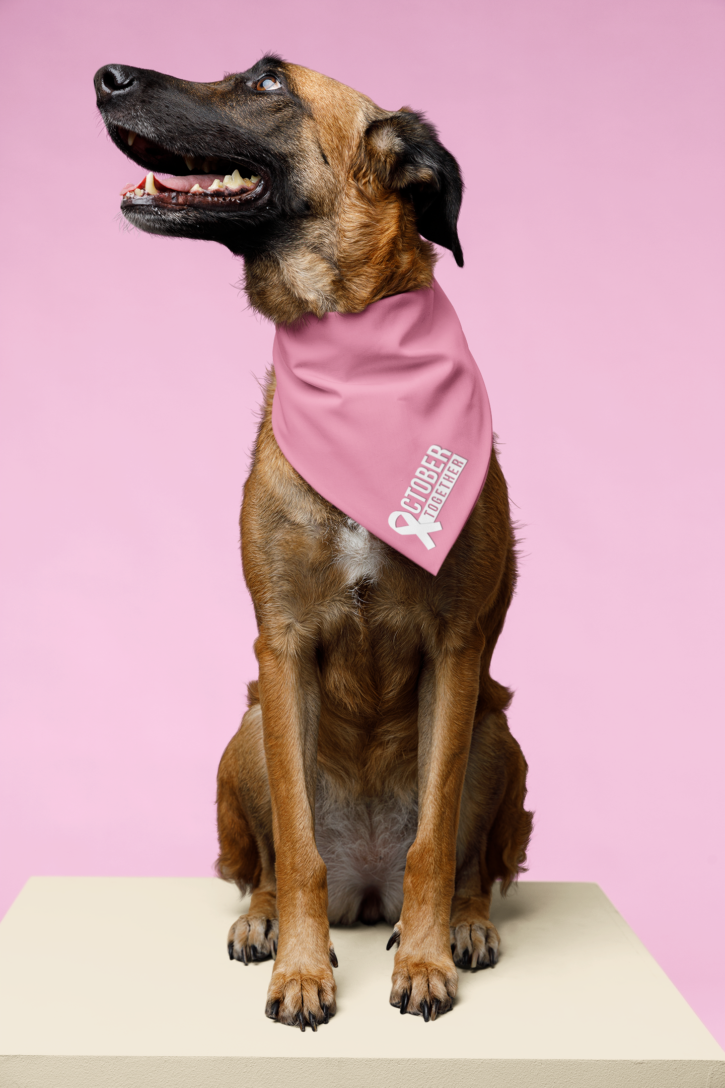 October Together Pet Bandanas